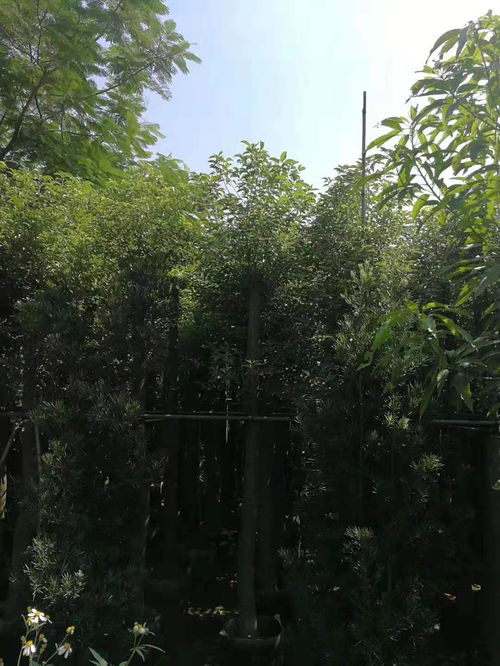 阳江绿化树木